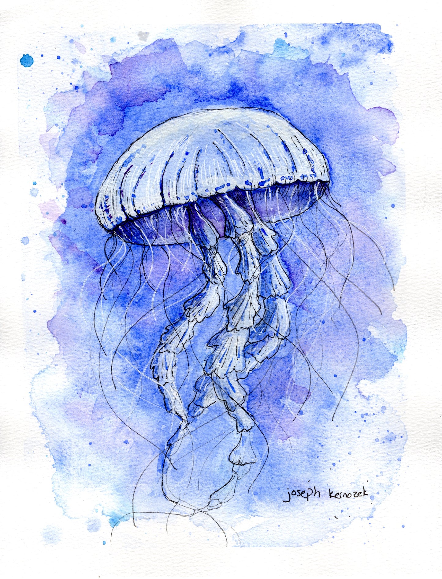 Jellyfish