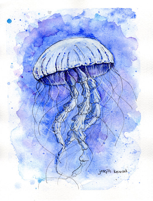 Jellyfish