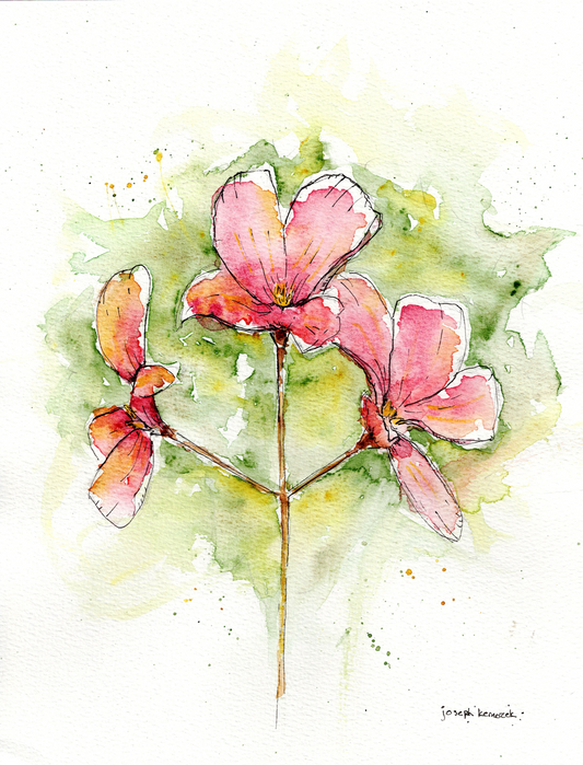 Geranium