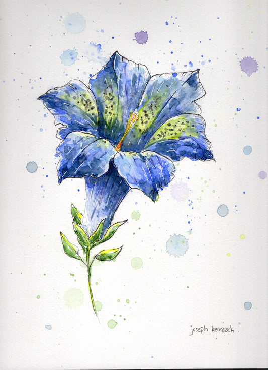 Blue Gentian