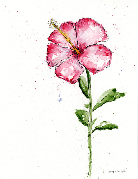 Hibiscus