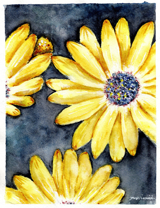 Daisies
