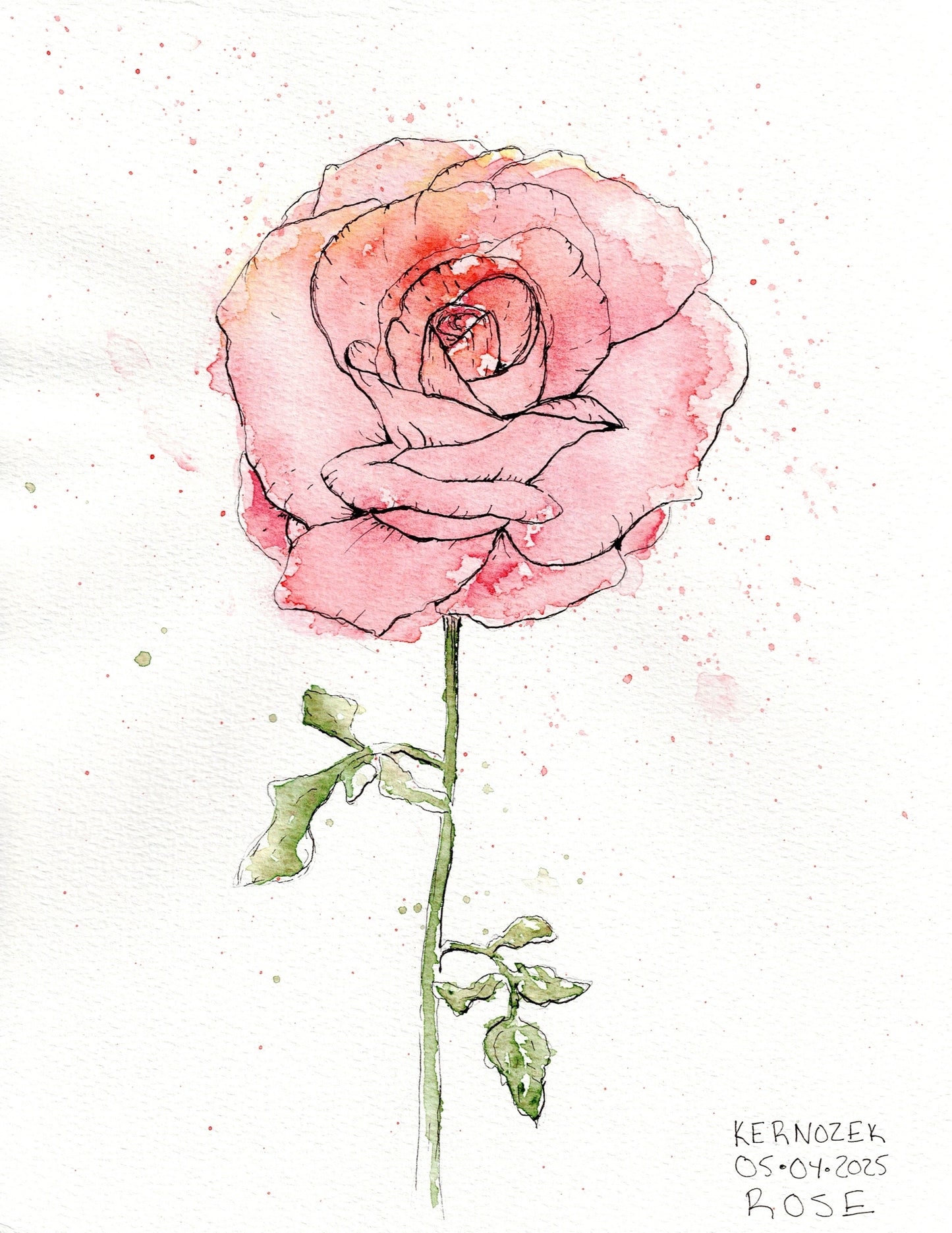 Rose