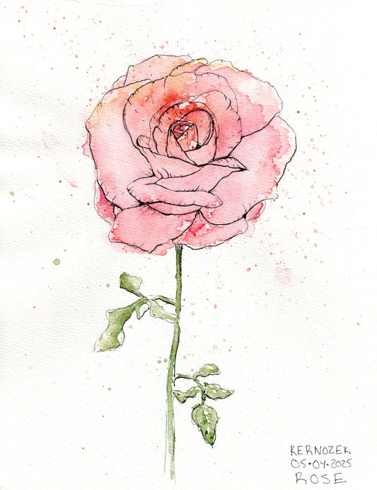 Rose