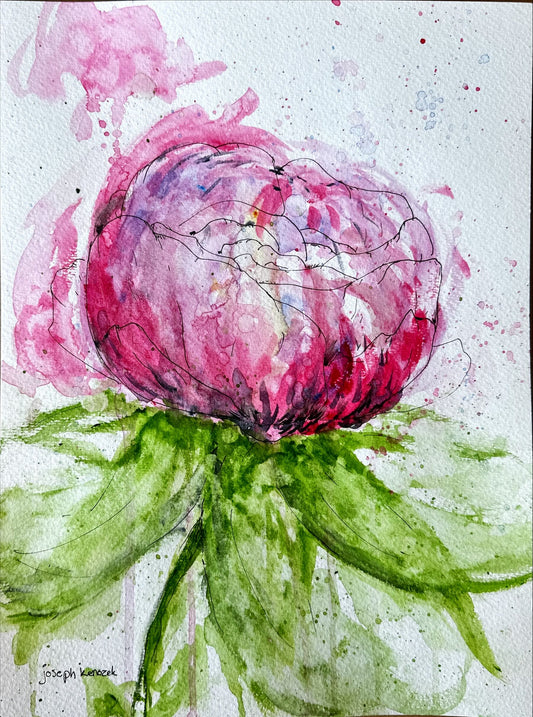 Peony Burst